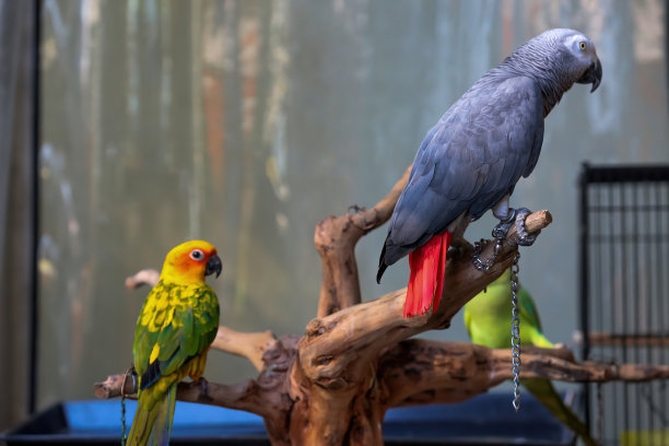 eclectus