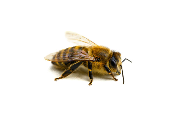 beekeeper