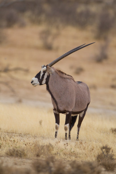 gemsbok
