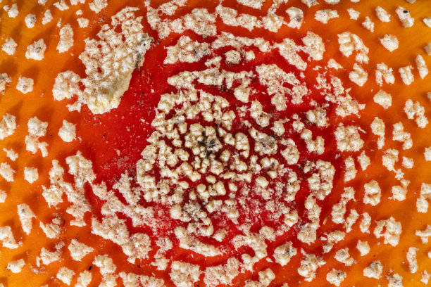 amanitaceae