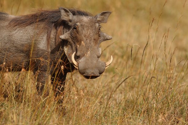 phacochoerus