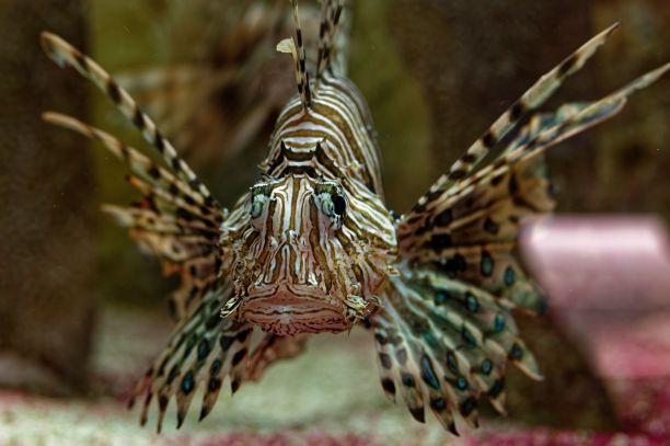 lionfish