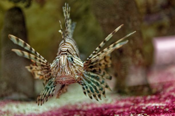 lionfish