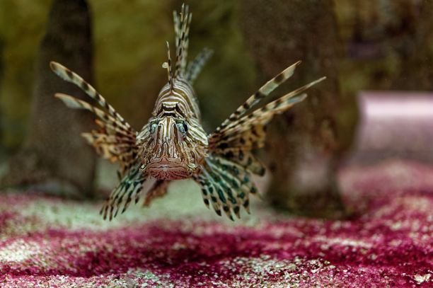 lionfish