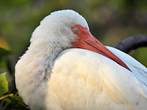 ibis