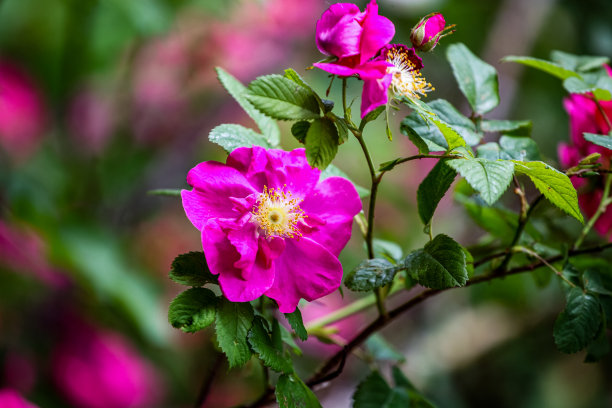 rugosa
