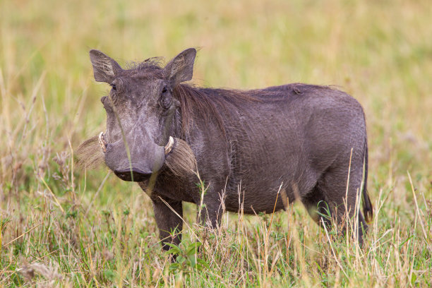 phacochoerus