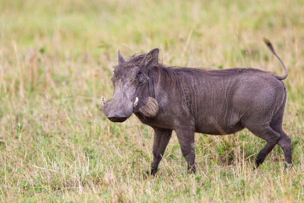 phacochoerus