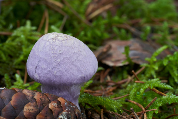 cortinarius