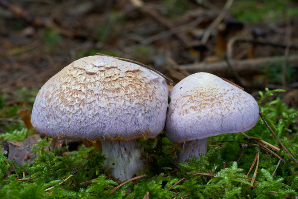 cortinarius