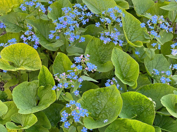 brunnera