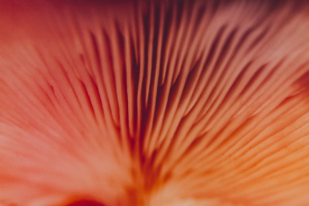 gills
