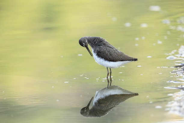 charadriiformes