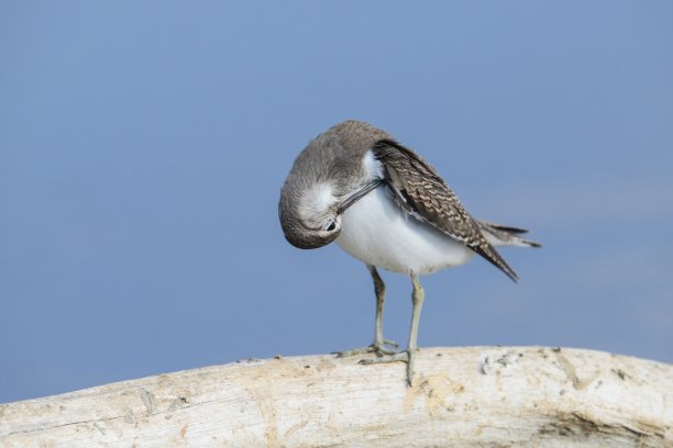 charadriiformes
