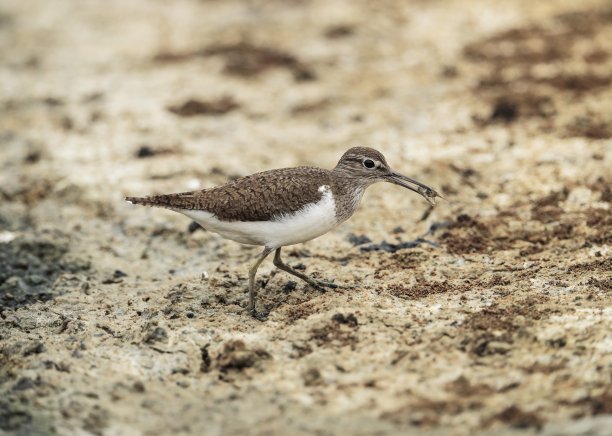 charadriiformes