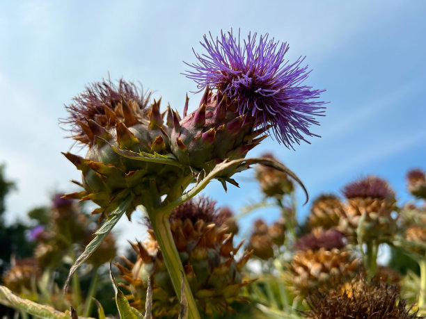 artichoke