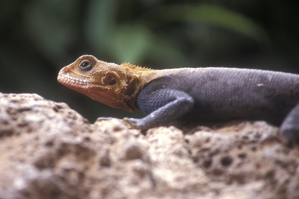 agama