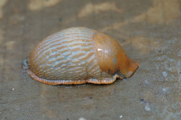 mollusk
