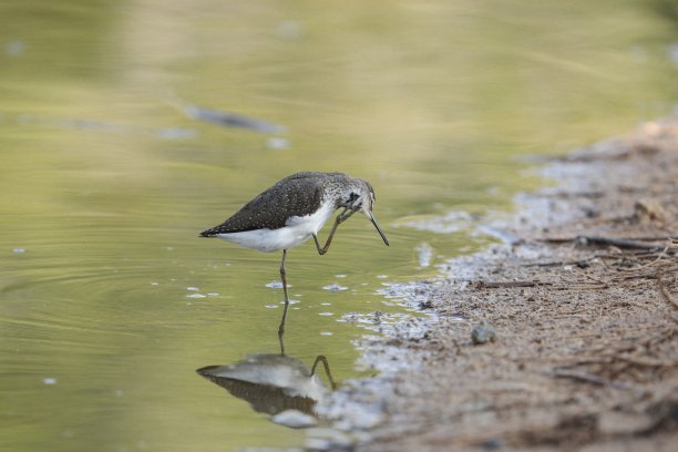 charadriiformes