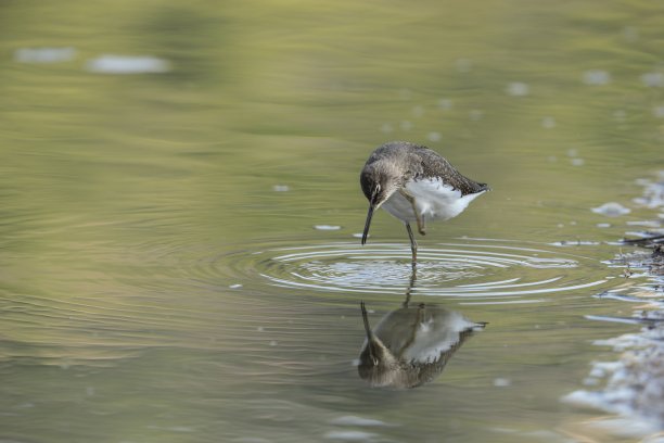 charadriiformes