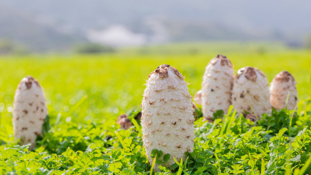 coprinus