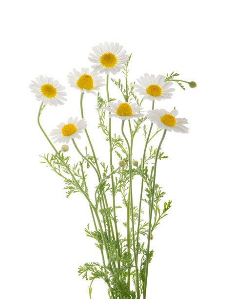 camomiles