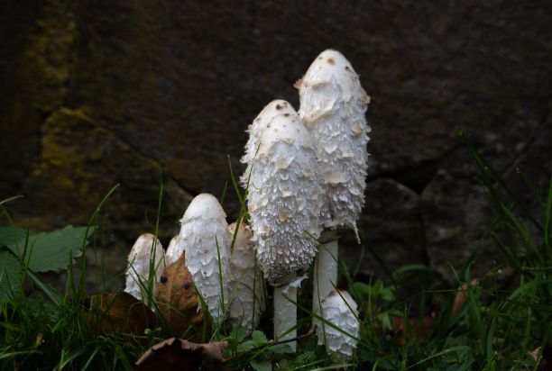 coprinus