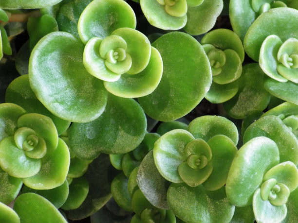 sedum