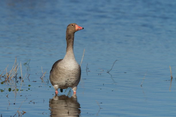 branta