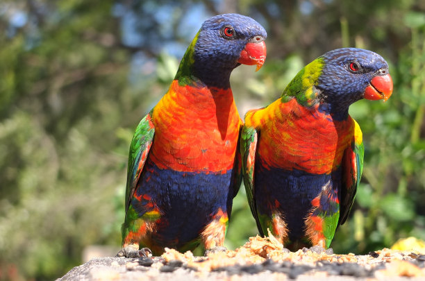 lorikeets