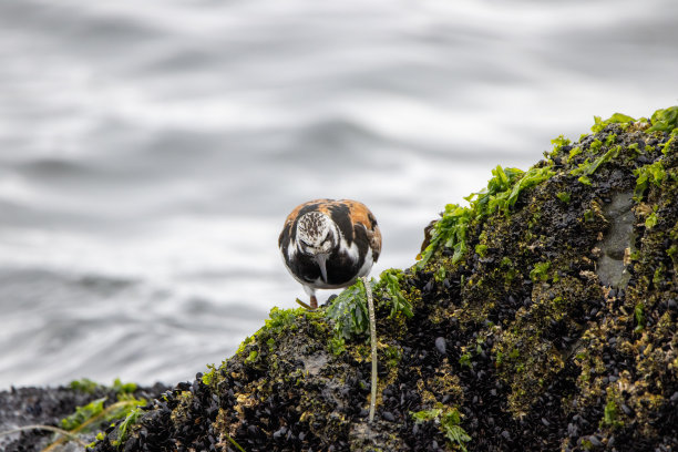 charadriiformes