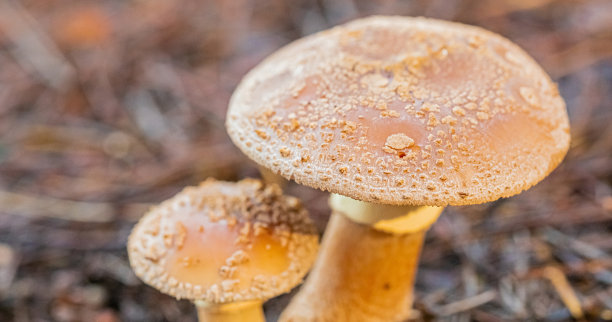 agaric