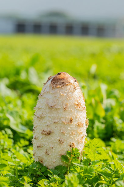 coprinus