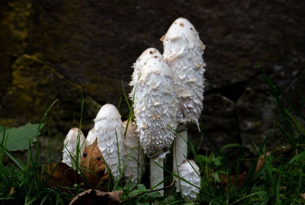 coprinus