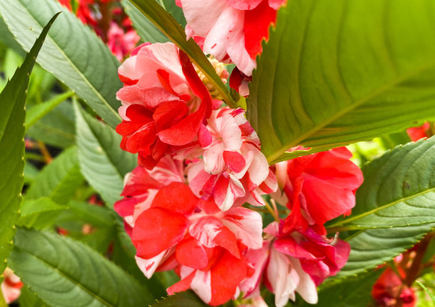 impatiens