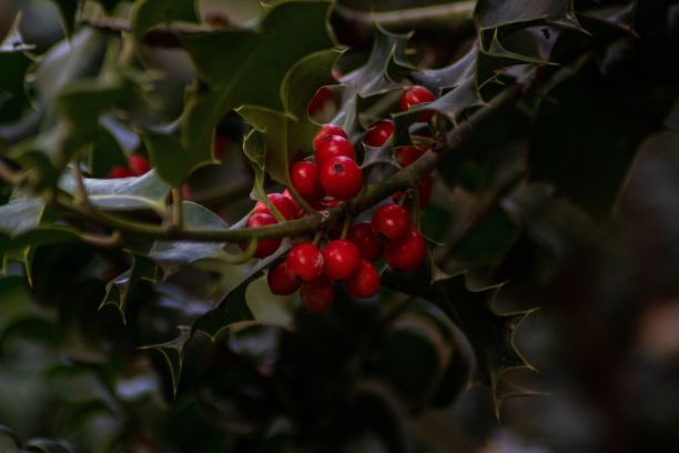 holly