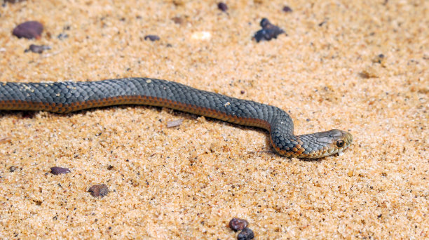 copperhead