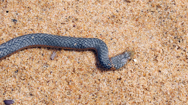 copperhead