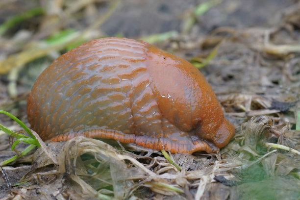gastropod