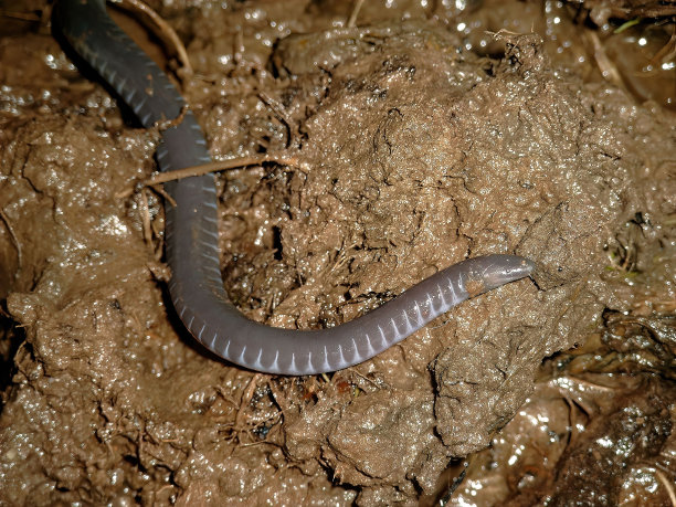 caecilian