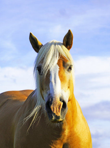 equus