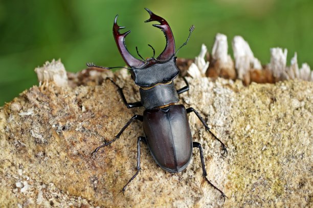 arthropod