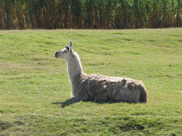 llama