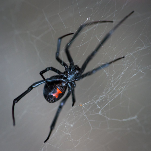 红web