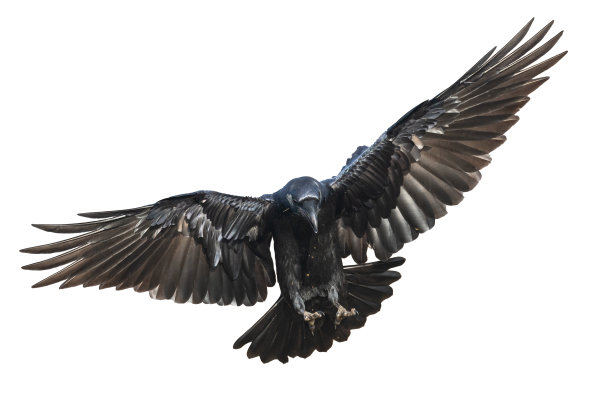 raven