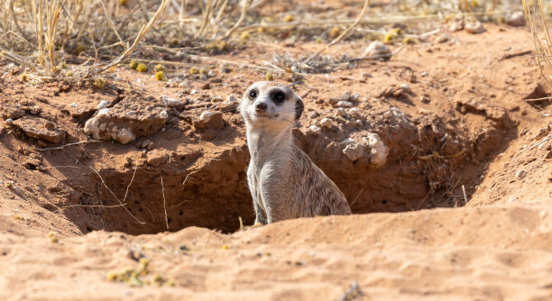 mongoose