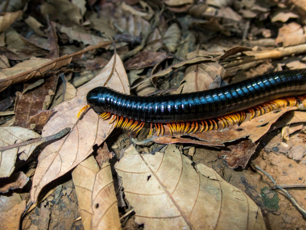 millipede