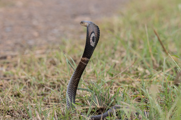 cobra