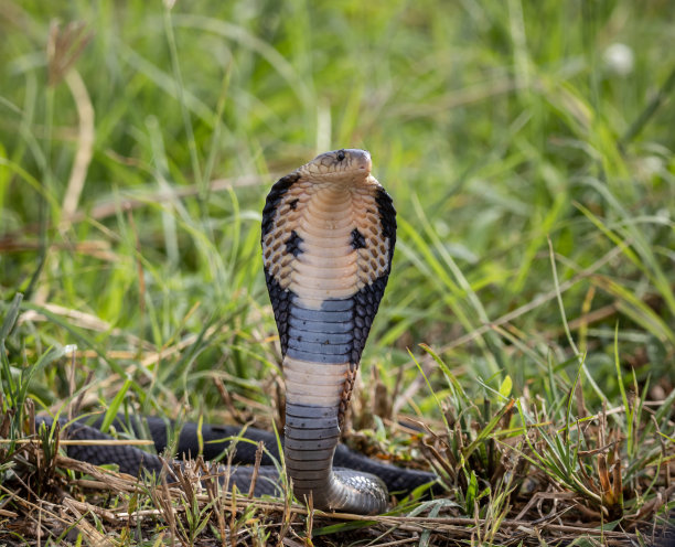 cobra