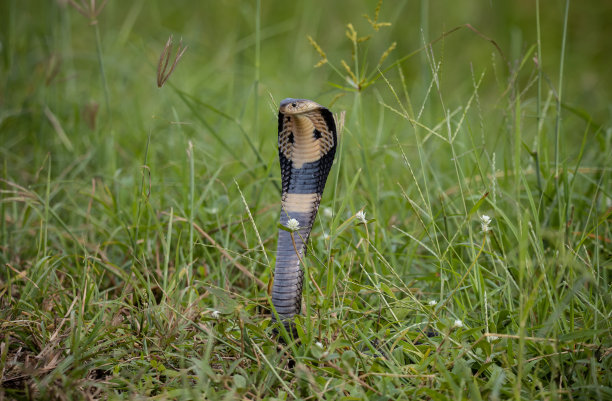 cobra